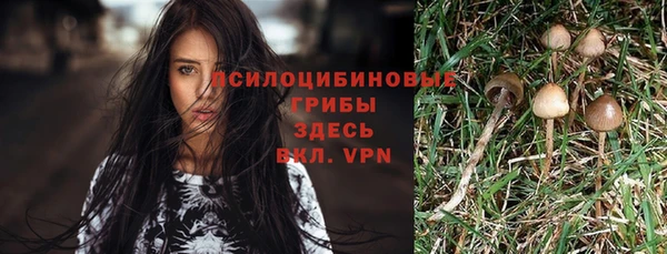крисы Магадан